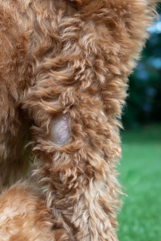 How to Help Dogs With Dry Skin