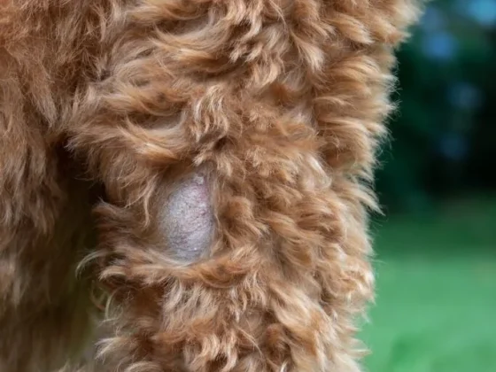 How to Help Dry Skin on Dogs