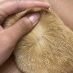 How to Tell If Dog Has Fleas Or Just Dry Skin