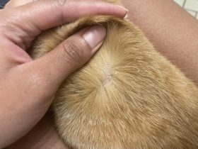 How to Tell If Dog Has Fleas Or Just Dry Skin