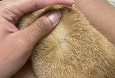 How to Tell If Dog Has Fleas Or Just Dry Skin