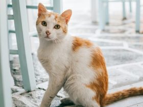 How to Treat Dry Skin on Cats