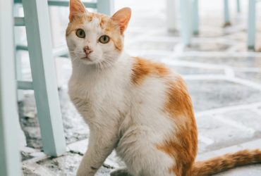 How to Treat Dry Skin on Cats