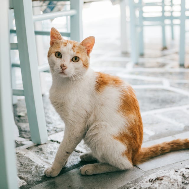 How to Treat Dry Skin on Cats