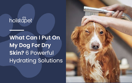 What Can I Give My Dog for Dry Skin