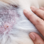 What Helps Dogs With Dry Skin
