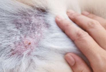 What Helps Dogs With Dry Skin