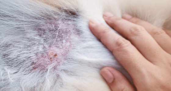 What Helps Dogs With Dry Skin