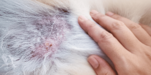 What Helps Dogs With Dry Skin