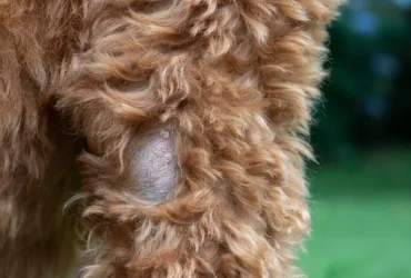 What to Do for Dry Skin on Dogs