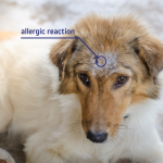 Why Does My Dog Have Dry Skin