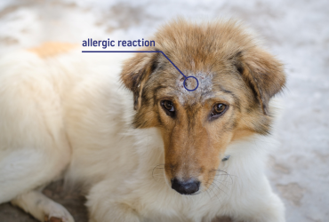 Why Does My Dog Have Dry Skin