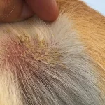 how to help a dog with dry skin
