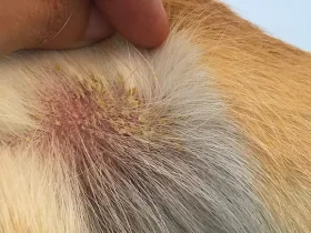how to help a dog with dry skin