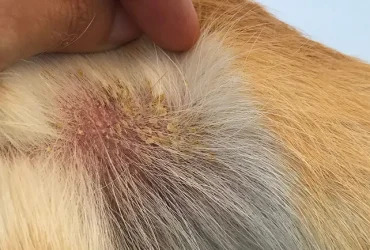 how to help a dog with dry skin