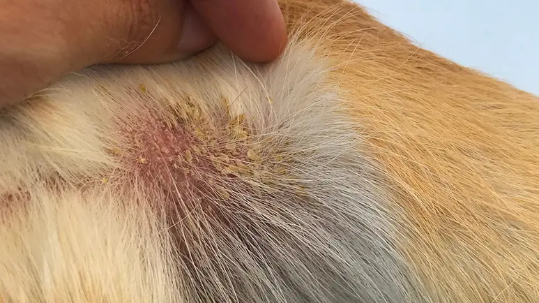 how to help a dog with dry skin