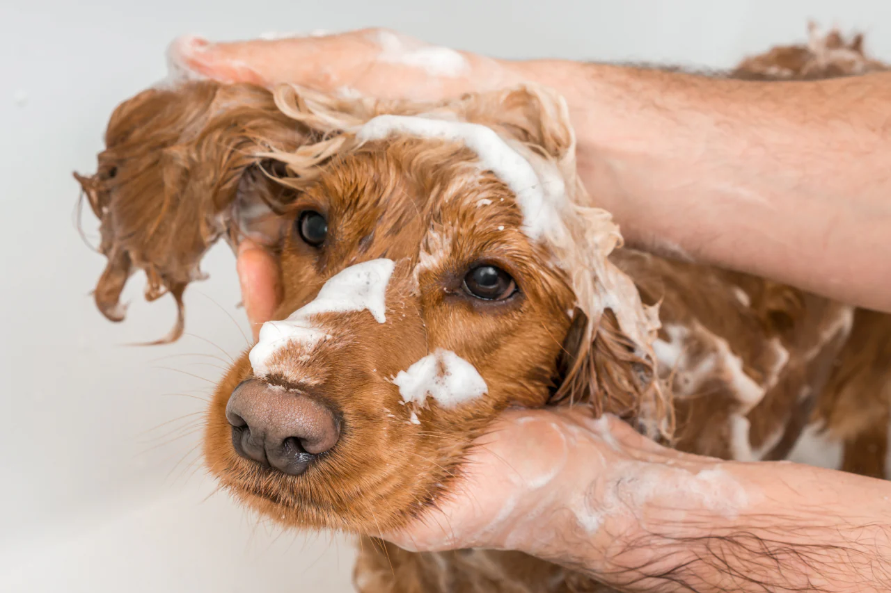 Home Remedies for Dry Skin in Dogs 