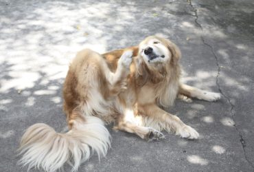 Dogs Get Dry Skin