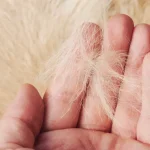 why is my dogs skin so dry