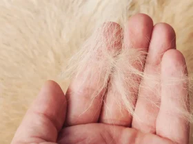 why is my dogs skin so dry