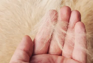 why is my dogs skin so dry