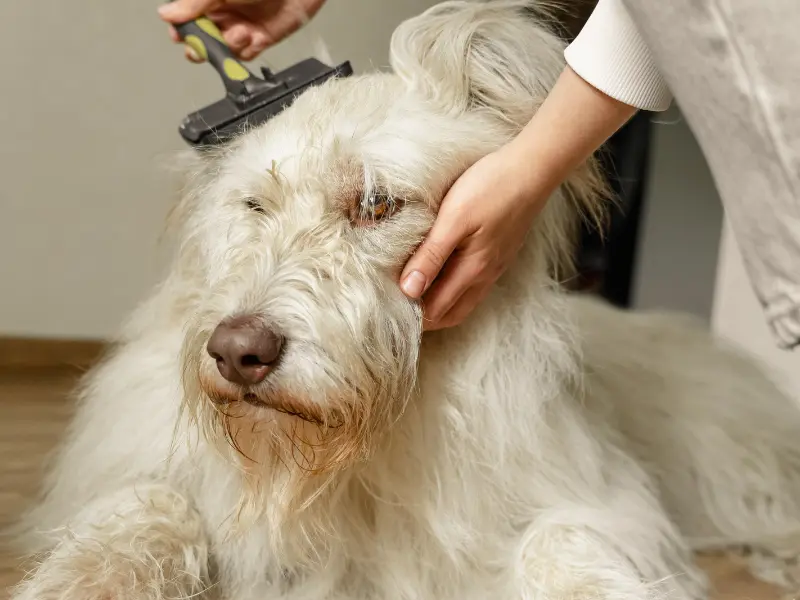 Help Your Dog's Dry Skin