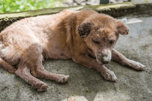  a dog with dry skin