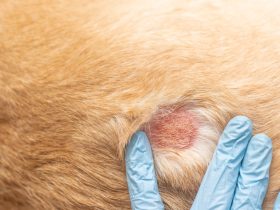 how to help dog with dry skin