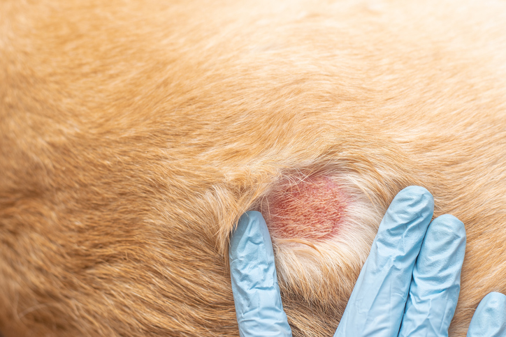 how to help dog with dry skin