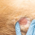 how to help dog dry skin