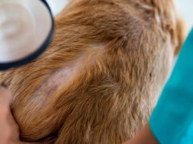 what to give dogs for dry skin