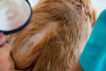 what to give dogs for dry skin