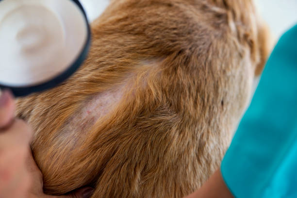 what to give dogs for dry skin