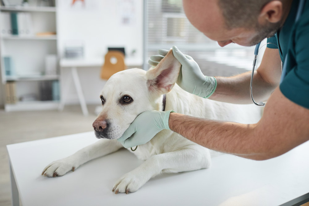 See A Vet for dog dry skin