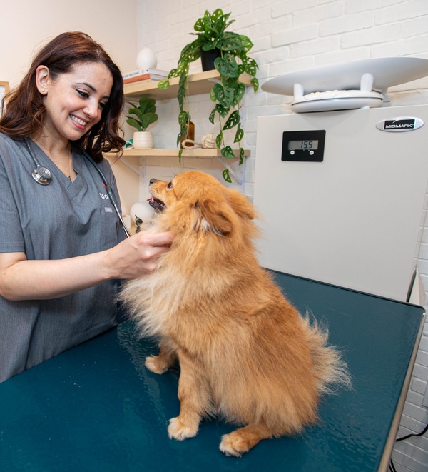 See a Vet for Dry Skin in Dogs