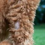 What to Do for Dogs With Dry Skin