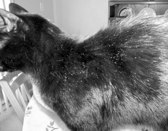 Dry Skin in Cats