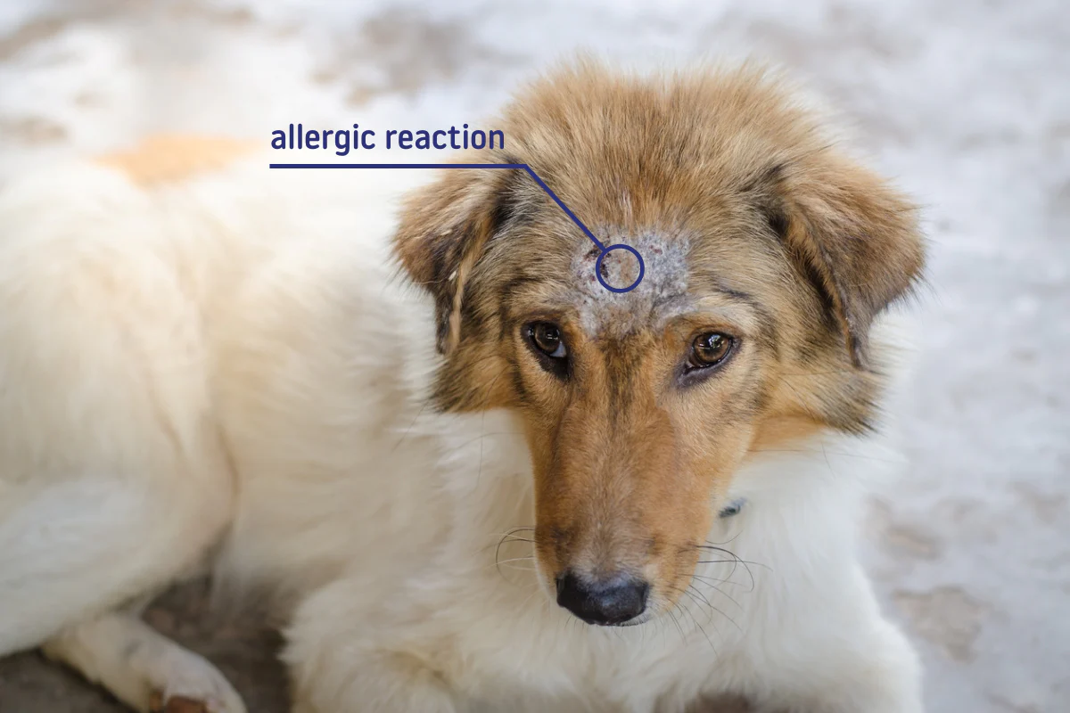 Dry Skin in Dogs