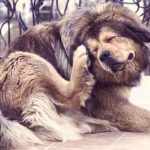 what can i use for my dogs dry skin