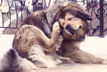 what can i use for my dogs dry skin