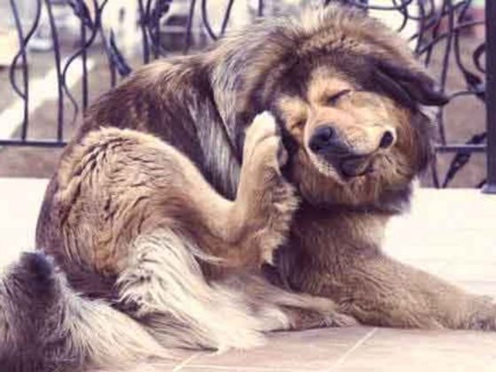 what can i use for my dogs dry skin