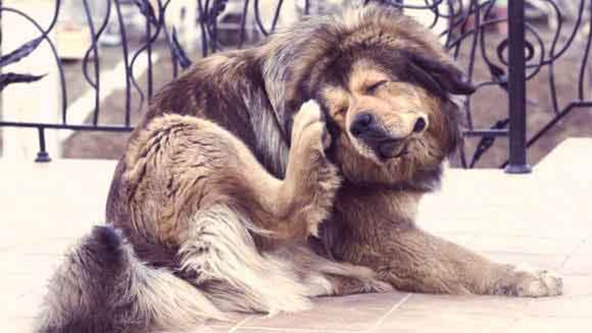 what can i use for my dogs dry skin