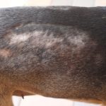 what to use for dogs dry skin