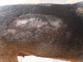 what to use for dogs dry skin