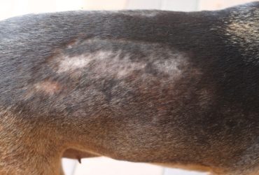 what to use for dogs dry skin