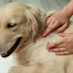 what to use on dogs dry skin