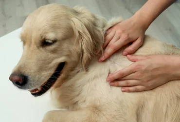 what to use on dogs dry skin