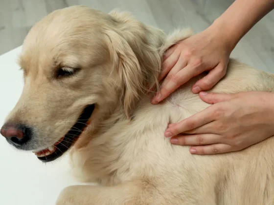 what to use on dogs dry skin