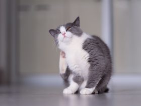 cat dry skin