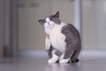 cat dry skin